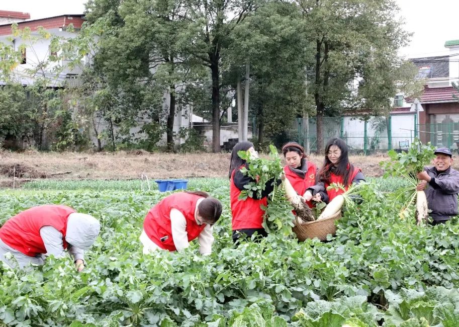 让员工吃上放心菜│“通鼎爱心菜篮子”工程启动